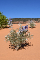 Sophora stenophylla