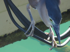 Nycticorax caledonicus caledonicus