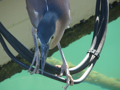 Nycticorax caledonicus caledonicus