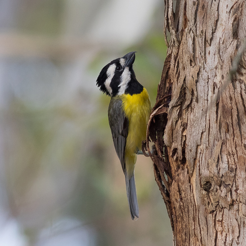 Eastern Shriketit (Falcunculus frontatus), photo 10