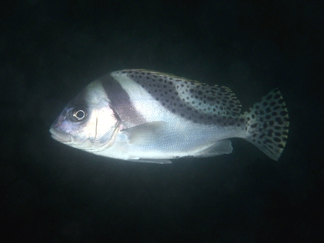 Crescent Sweetlips