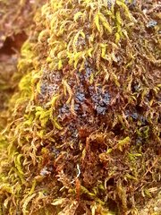 Fuscopannaria cyanolepra