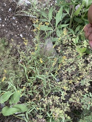 Cuniculotinus gramineus