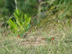 Erythrura psittacea