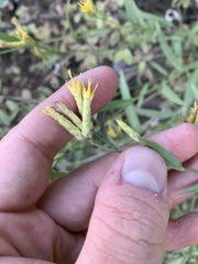 Cuniculotinus gramineus