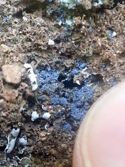 Fuscopannaria cyanolepra