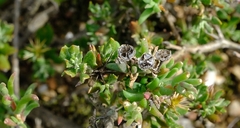 Delosperma neethlingiae