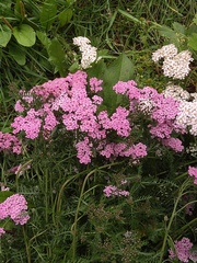 Achillea millefolium