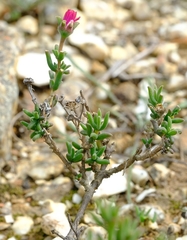 Delosperma neethlingiae