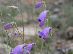 Penstemon amphorellae