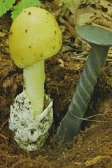 Amanita arkansana