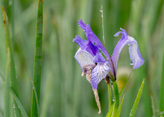 Iris lactea biglumis