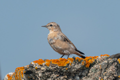 Oenanthe isabellina