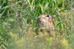 Urocitellus undulatus