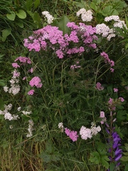 Achillea millefolium