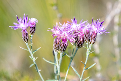 Saussurea salicifolia