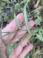 Cuniculotinus gramineus