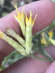 Cuniculotinus gramineus