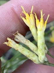 Cuniculotinus gramineus