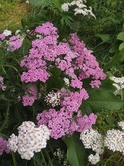 Achillea millefolium