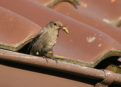 Phoenicurus ochruros gibraltariensis