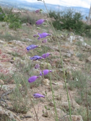 Penstemon amphorellae