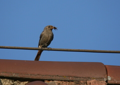 Phoenicurus ochruros gibraltariensis