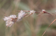 Cymbopogon bombycinus