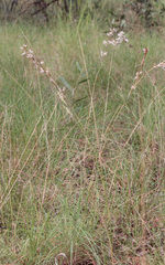 Cymbopogon bombycinus
