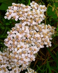 Achillea millefolium