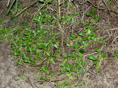 Scaevola calendulacea