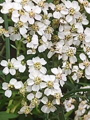 Achillea millefolium