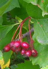 Crataegus chlorosarca
