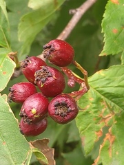 Crataegus chlorosarca