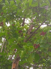 Crataegus chlorosarca