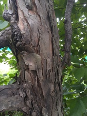 Crataegus chlorosarca