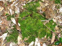 Thuidiopsis