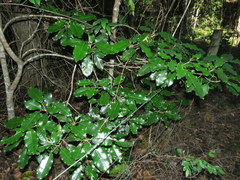 Sarcomelicope simplicifolia