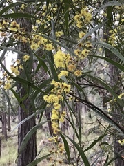 Acacia leprosa