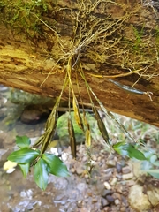 Dendrobium tetragonum