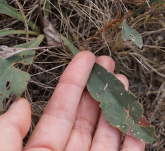 Limonium platyphyllum
