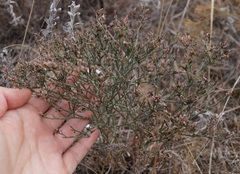 Limonium platyphyllum