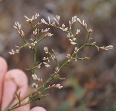Limonium platyphyllum