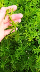 Galium mollugo
