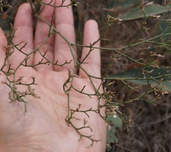 Limonium platyphyllum