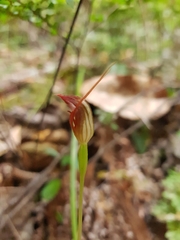 Pterostylis erecta