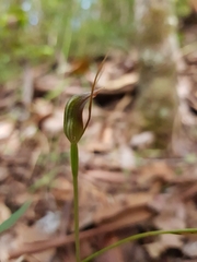 Pterostylis erecta