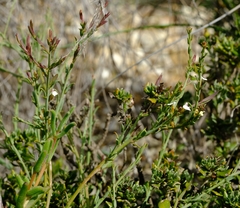 Muraltia muraltioides