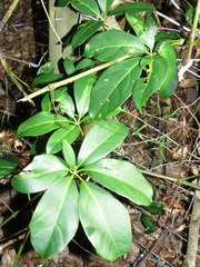 Cissus sterculiifolia