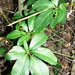 Cissus sterculiifolia - Photo (c) Victor W Fazio III, algunos derechos reservados (CC BY-NC), subido por Victor W Fazio III